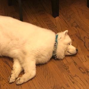 Meet your Posher, Leo